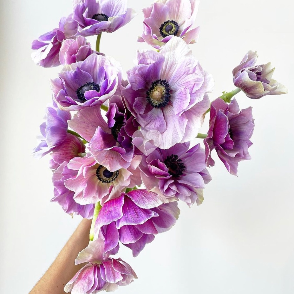 Meet your Posher, Evelyn